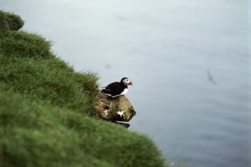 Puffins at Látrabjarg