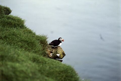 Puffins at Látrabjarg